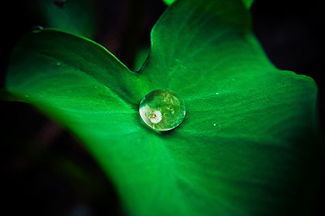 green leaves rejuvenating with drop of dew. Article about food, diet and reality creation by Amyra Mah, Magical Possibilities